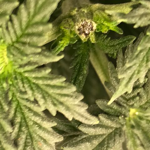 Cheese Feminized Photoperiod  growlog photo: Seems to be doing well after topping and feeding.  Will continue to monitor for nutrient deficiencies 