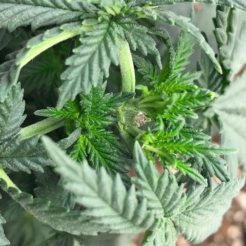 Cheese Feminized Photoperiod  growlog timeline photo