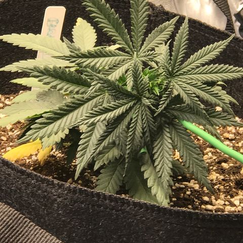 Cheese Feminized Photoperiod  growlog photo: Started LST 