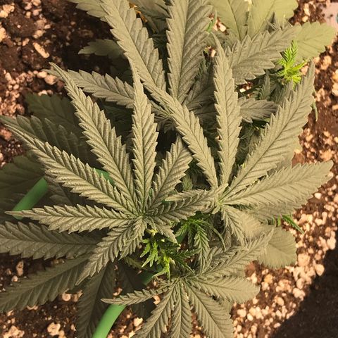 Cheese Feminized Photoperiod  growlog photo: Removed the tie down will defoliant instead of LST