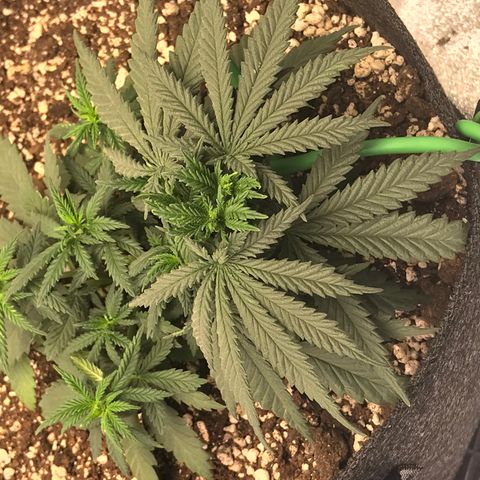 Cheese Feminized Photoperiod  growlog timeline photo