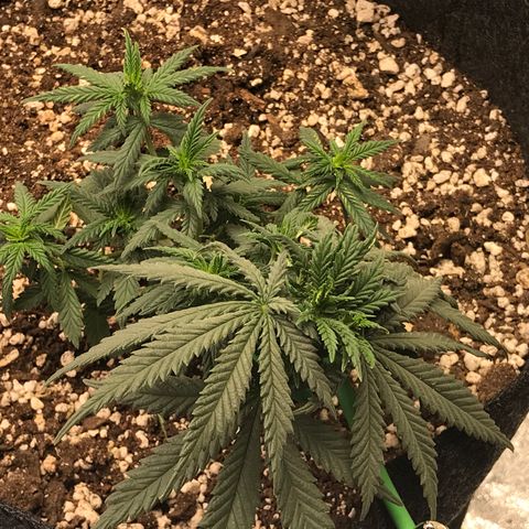 Cheese Feminized Photoperiod  growlog timeline photo