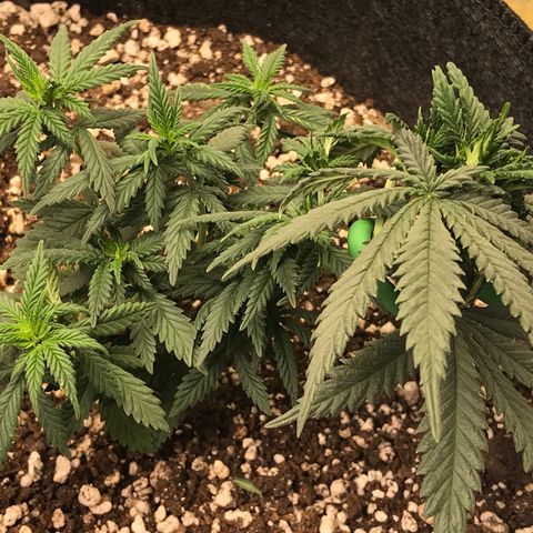 Cheese Feminized Photoperiod  growlog timeline photo