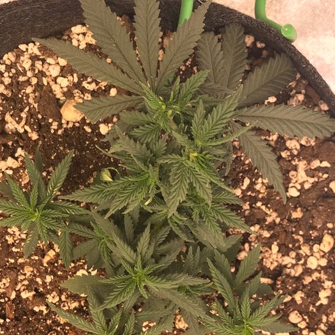 Cheese Feminized Photoperiod  growlog timeline photo