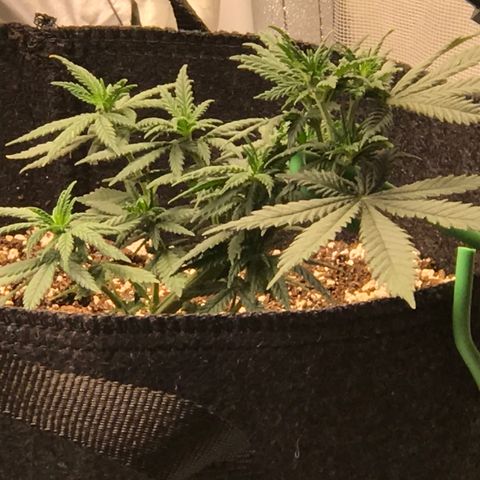 Cheese Feminized Photoperiod  growlog timeline photo