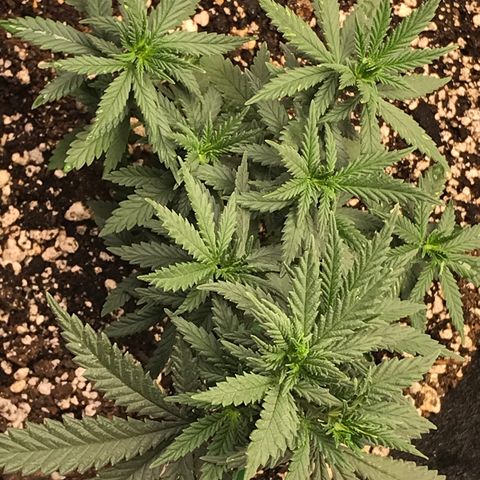Cheese Feminized Photoperiod  growlog photo: Looking good so far