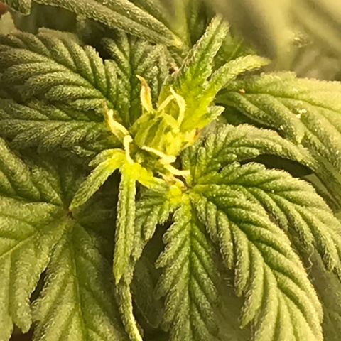 Cheese Feminized Photoperiod  growlog timeline photo