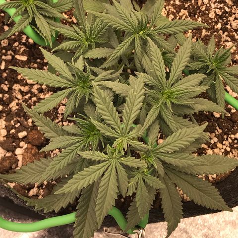 Cheese Feminized Photoperiod  growlog timeline photo