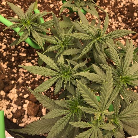 Cheese Feminized Photoperiod  growlog timeline photo