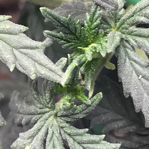 Cheese Feminized Photoperiod  growlog photo: Monitoring spots on the top leafs