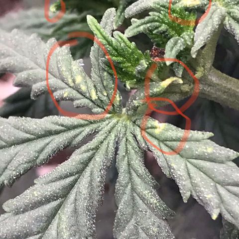 Cheese Feminized Photoperiod  growlog photo: Monitoring spots on the top leafs