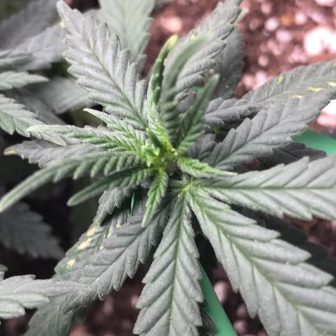 Cheese Feminized Photoperiod  growlog photo: Monitoring spots on the top leafs