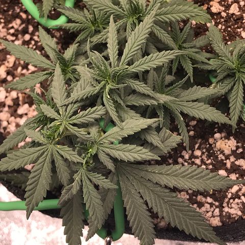 Cheese Feminized Photoperiod  growlog photo: Monitoring spots on the top leafs