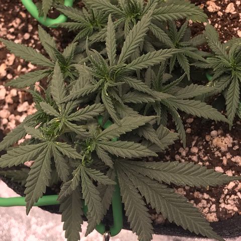 Cheese Feminized Photoperiod  growlog photo: Monitoring spots on the top leafs
