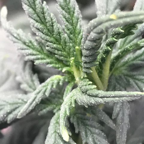 Cheese Feminized Photoperiod  growlog photo: Monitoring spots on the top leafs