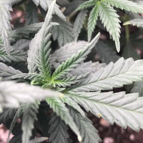 Cheese Feminized Photoperiod  growlog photo: Monitoring spots on the top leafs