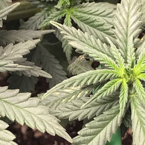 Cheese Feminized Photoperiod  growlog photo: Seeing spots on more leaves 