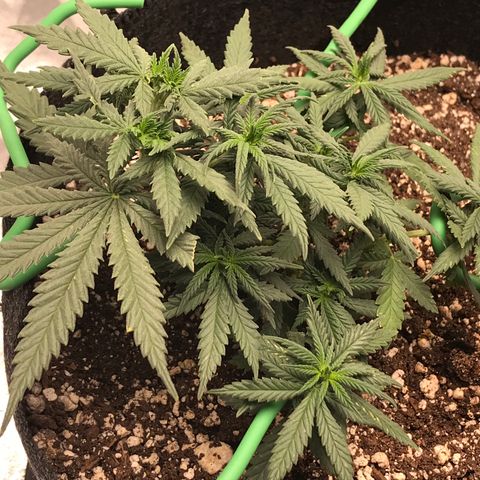 Cheese Feminized Photoperiod  growlog photo: Seeing spots on more leaves 