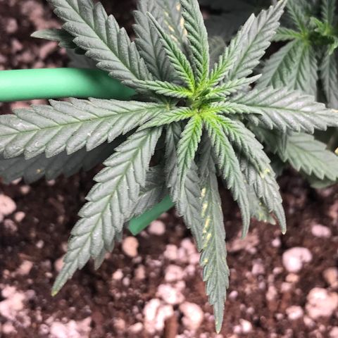 Cheese Feminized Photoperiod  growlog photo: Seeing spots on more leaves 