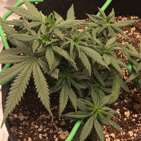 Cheese Feminized Photoperiod  growlog photo: Seeing spots on more leaves 