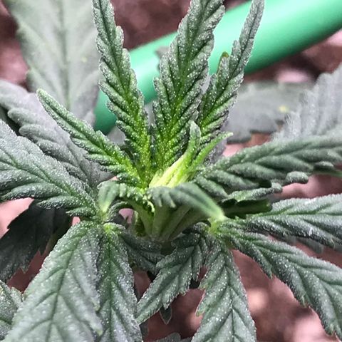 Cheese Feminized Photoperiod  growlog photo: Seeing spots on more leaves 