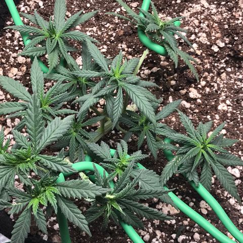 Cheese Feminized Photoperiod  growlog photo: After defoliation 