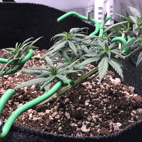 Cheese Feminized Photoperiod  growlog photo: After defoliation 