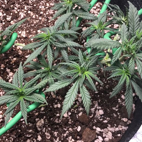 Cheese Feminized Photoperiod  growlog photo: After defoliation 