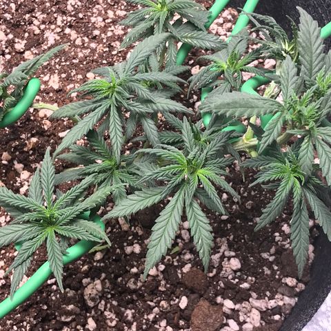 Cheese Feminized Photoperiod  growlog photo: After defoliation 
