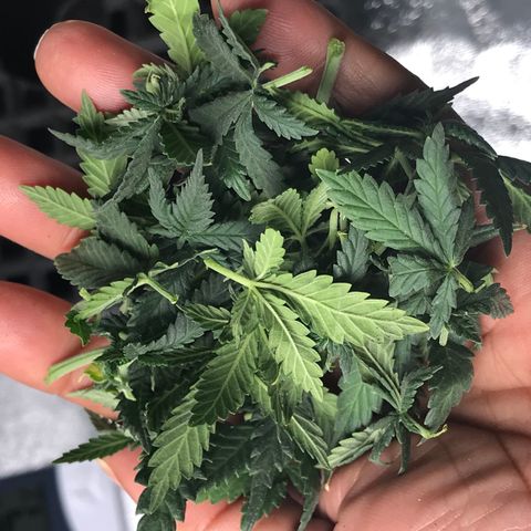Cheese Feminized Photoperiod  growlog photo: After defoliation 