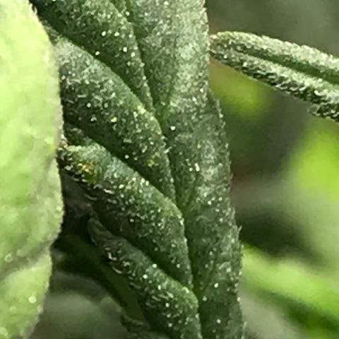 Cheese Feminized Photoperiod  growlog timeline photo