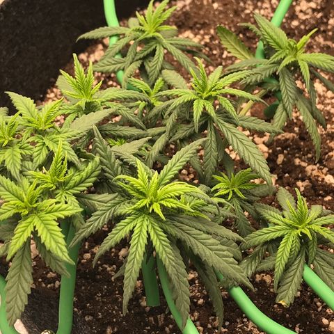 Cheese Feminized Photoperiod  growlog timeline photo