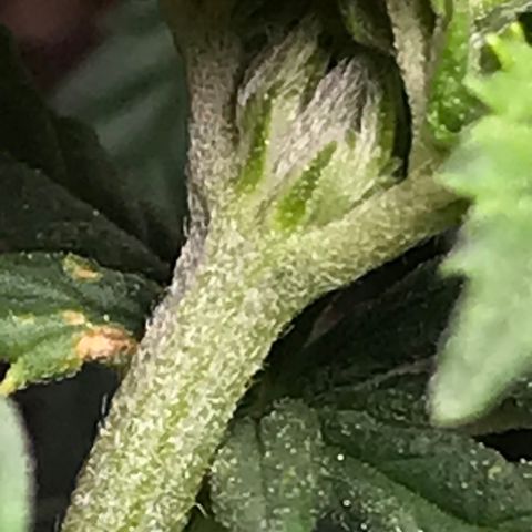 Cheese Feminized Photoperiod  growlog timeline photo