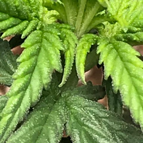 Cheese Feminized Photoperiod  growlog timeline photo