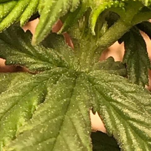Cheese Feminized Photoperiod  growlog timeline photo