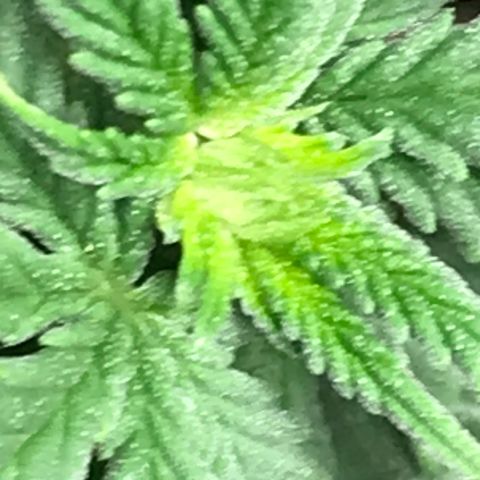 Cheese Feminized Photoperiod  growlog timeline photo