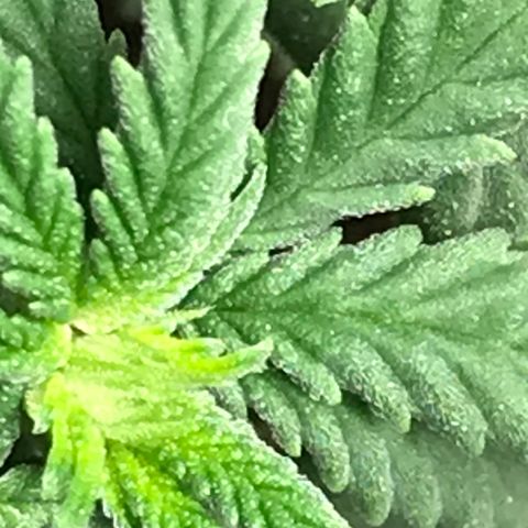 Cheese Feminized Photoperiod  growlog timeline photo