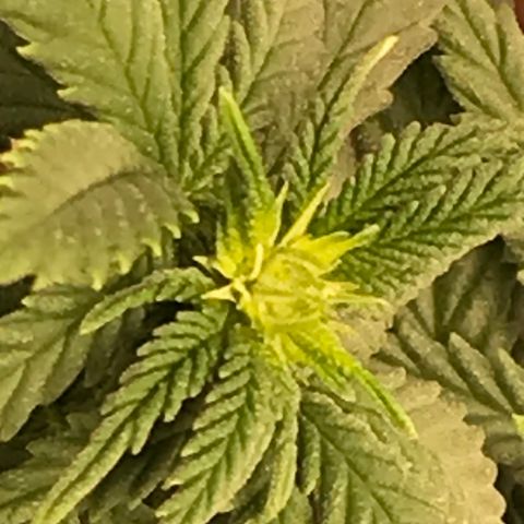 Cheese Feminized Photoperiod  growlog timeline photo