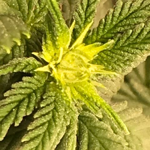 Cheese Feminized Photoperiod  growlog timeline photo