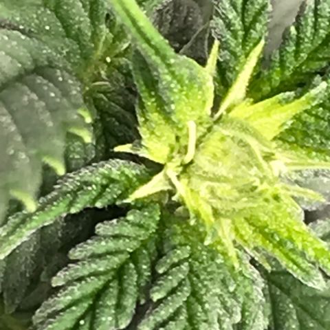 Cheese Feminized Photoperiod  growlog timeline photo