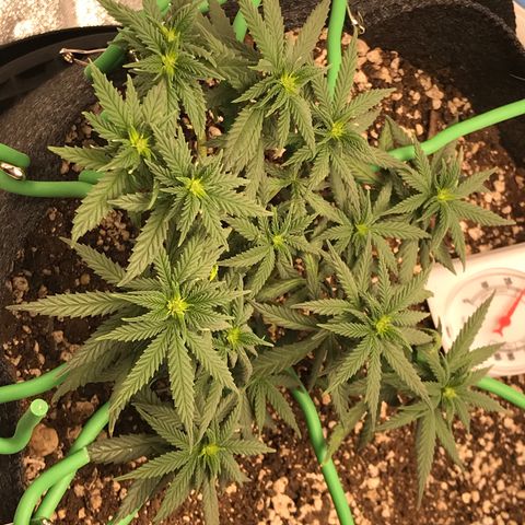 Cheese Feminized Photoperiod  growlog timeline photo