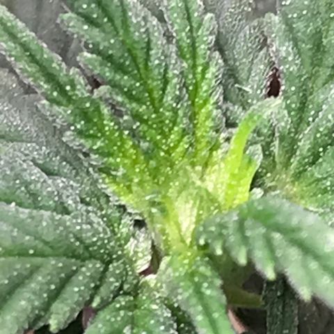 Cheese Feminized Photoperiod  growlog photo: Plant appears to be female and forming bud sites.