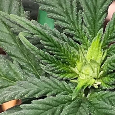 Cheese Feminized Photoperiod  growlog photo: Plant appears to be female and forming bud sites.