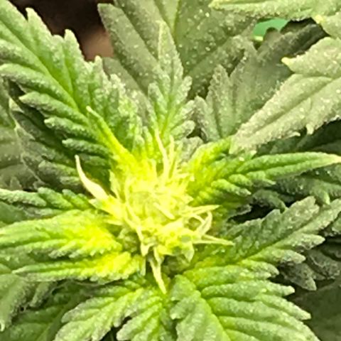 Cheese Feminized Photoperiod  growlog photo: Plant appears to be female and forming bud sites.