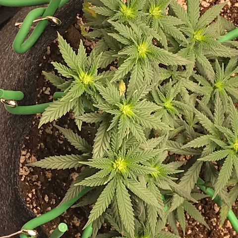 Cheese Feminized Photoperiod  growlog timeline photo