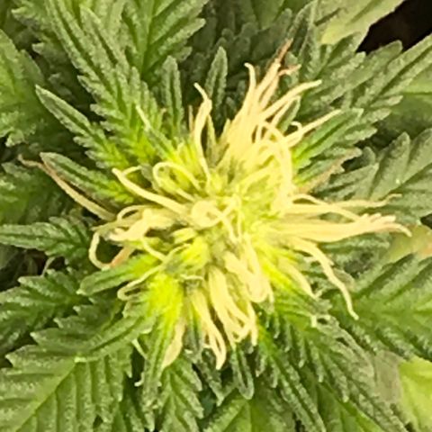 Cheese Feminized Photoperiod  growlog timeline photo