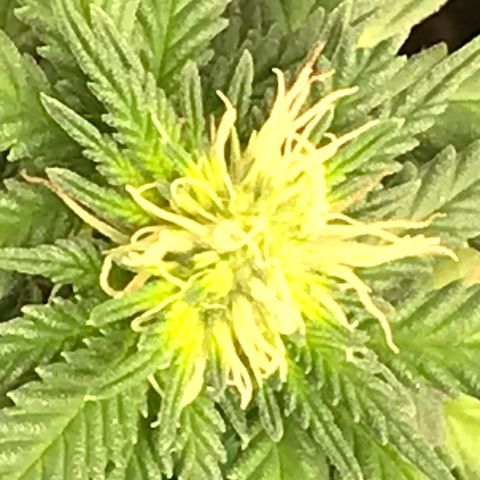 Cheese Feminized Photoperiod  growlog timeline photo