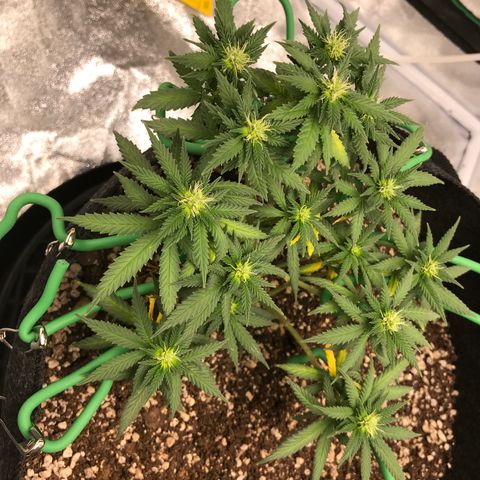 Cheese Feminized Photoperiod  growlog timeline photo