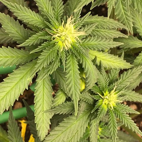 Cheese Feminized Photoperiod  growlog timeline photo