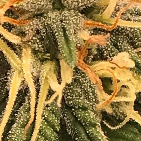 Cheese Feminized Photoperiod  growlog timeline photo